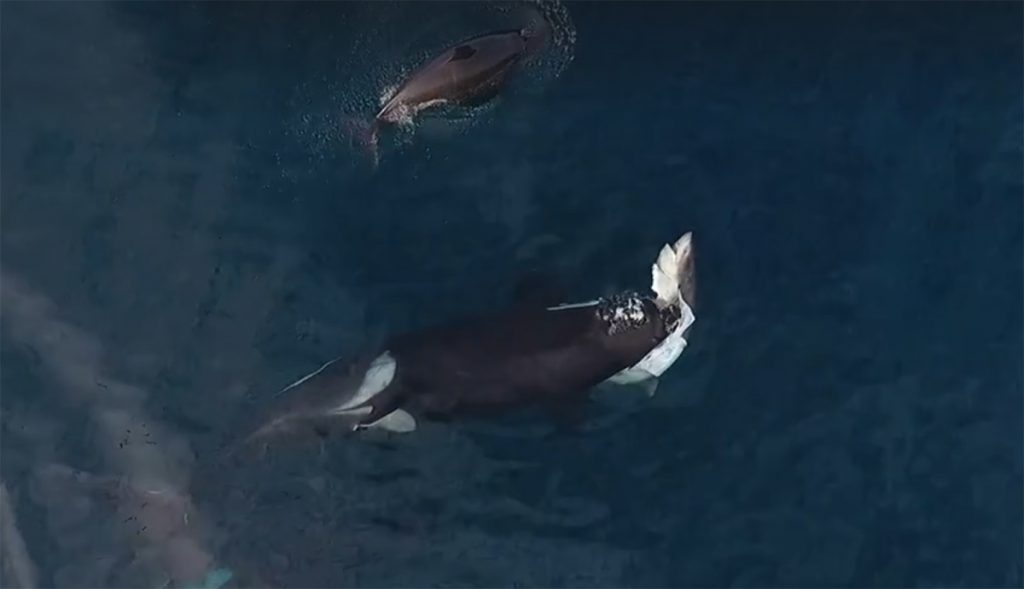 Orca whale filmed killing and eating a shark | EvoNews