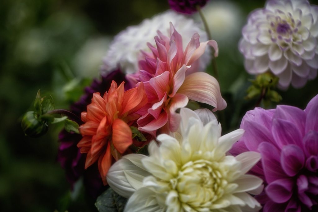 What are the most popular flowers sold in Europe | EvoNews