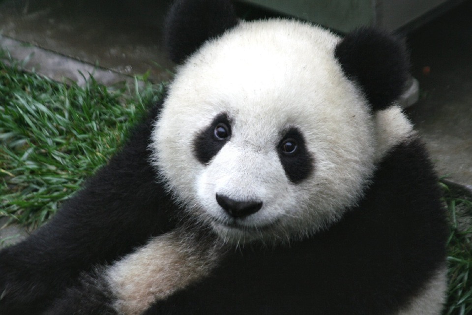 why-do-pandas-have-black-and-white-fur-evonews