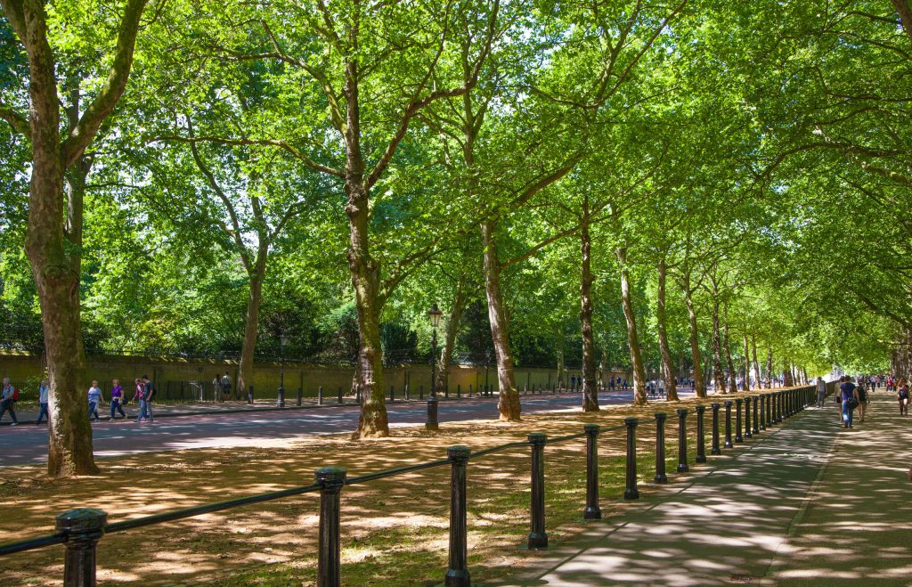 MIT's New Treepedia Shows Which Are The Greenest Cities | EvoNews