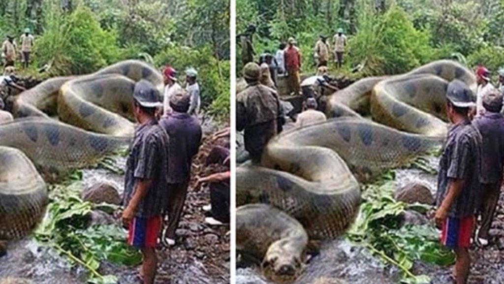 Video Enormous Anaconda Found In The Amazon River Evonews