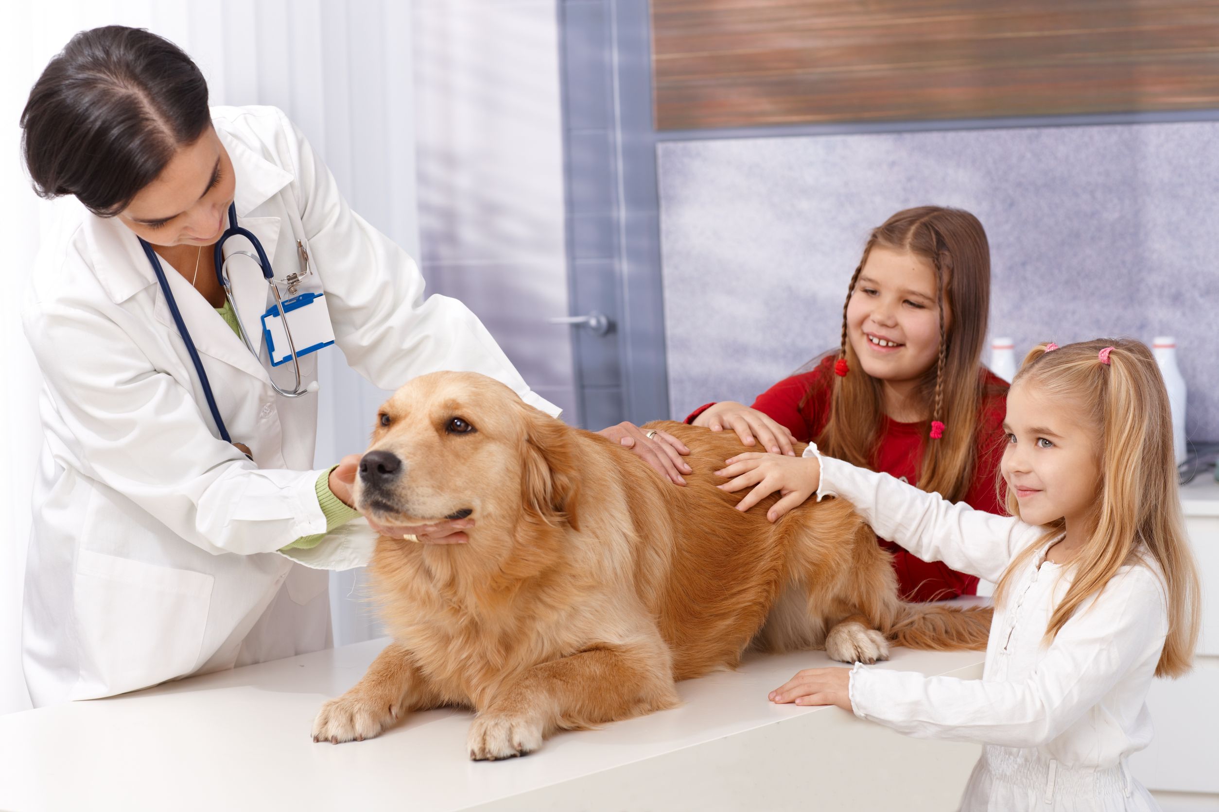 Veterinary assistant