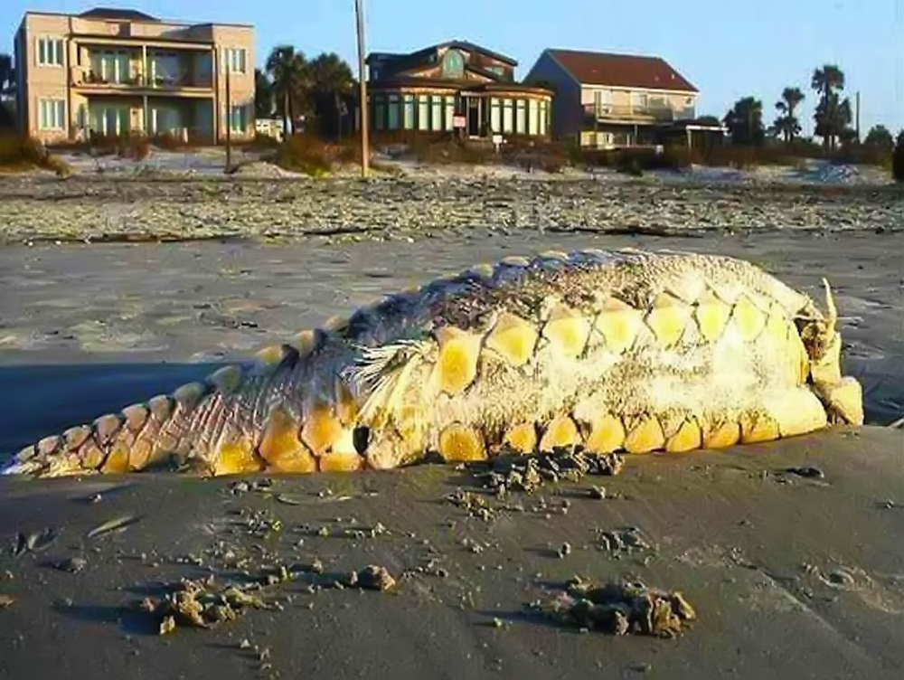 VIDEO: Strange Sea Creatures Discovered After Tsunamis | EvoNews