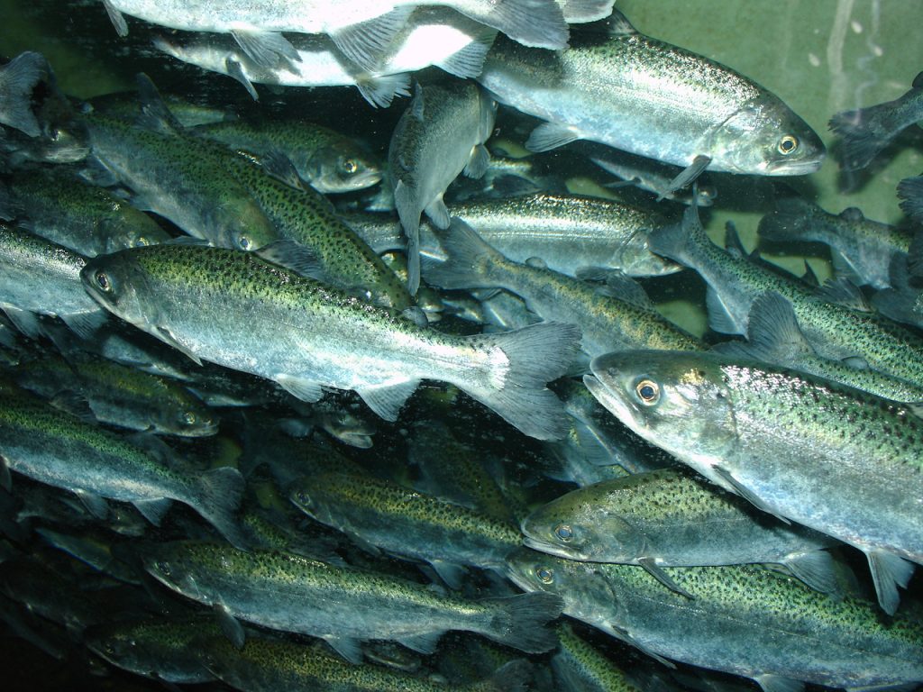 California trout facing extinction