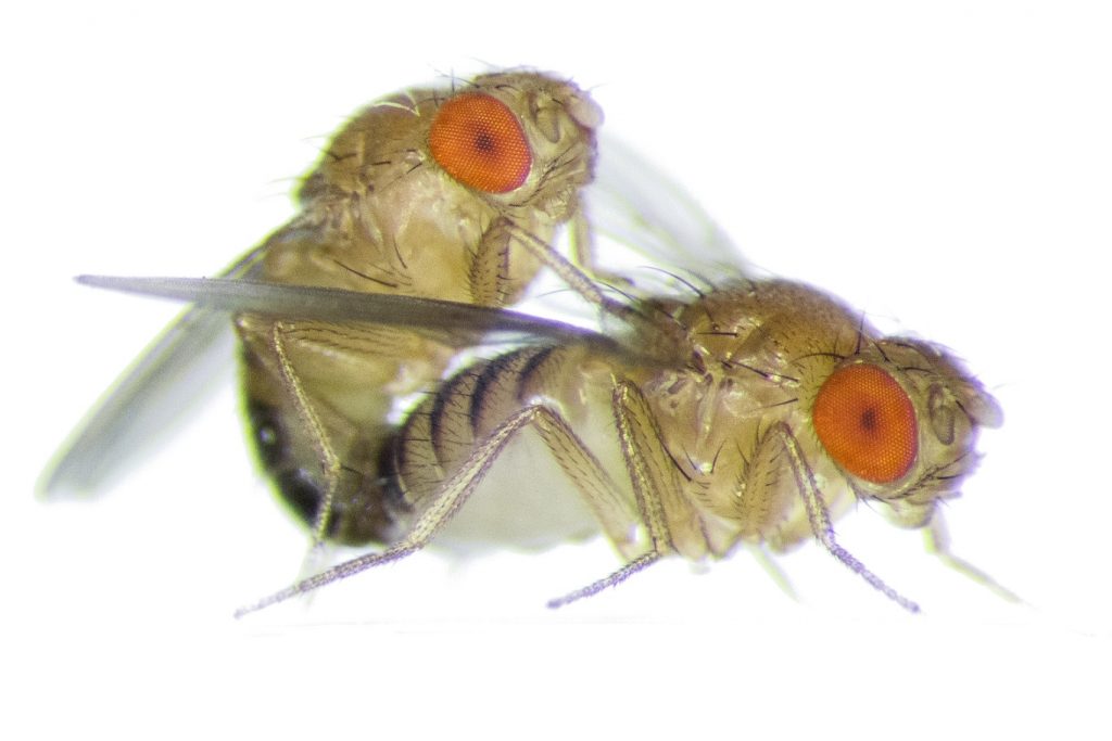 No cuddling after sex for female fruit flies