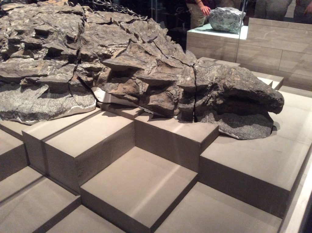 Nodosaur goes on display in Alberta 2