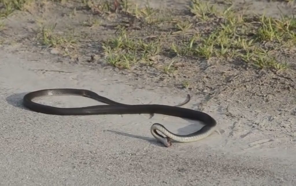 VIDEO: Snake Kills Itself | EvoNews