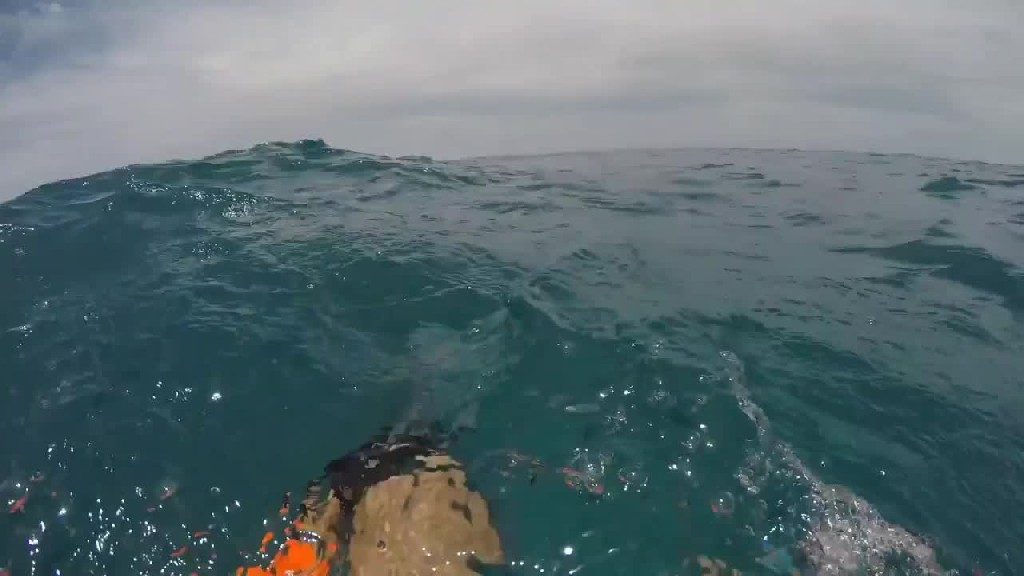 VIDEO Key West Shark Attack Caught on Camera EvoNews