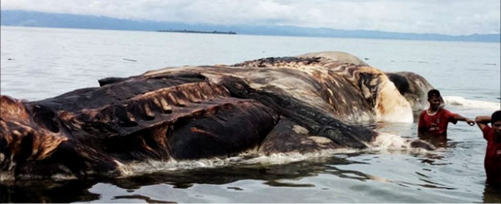 VIDEO: Unidentified Creature Found Washed up on Shore | EvoNews