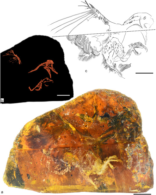 100-million-year-old baby bird fossil discovered by scientists