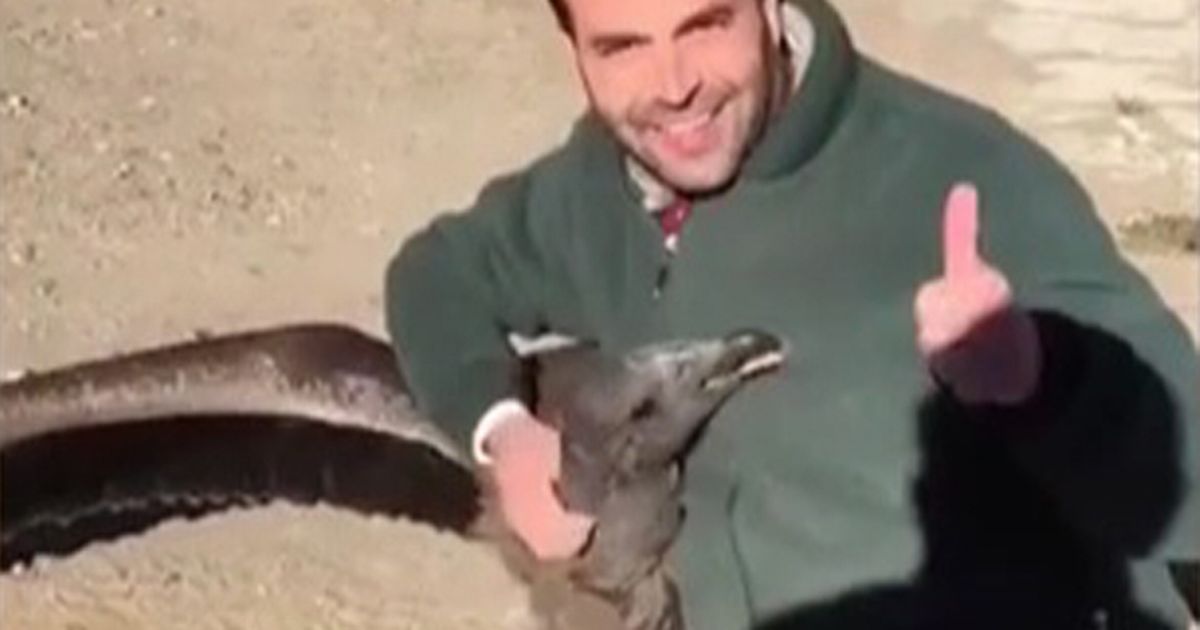 This condor returned to thank the man who saved him