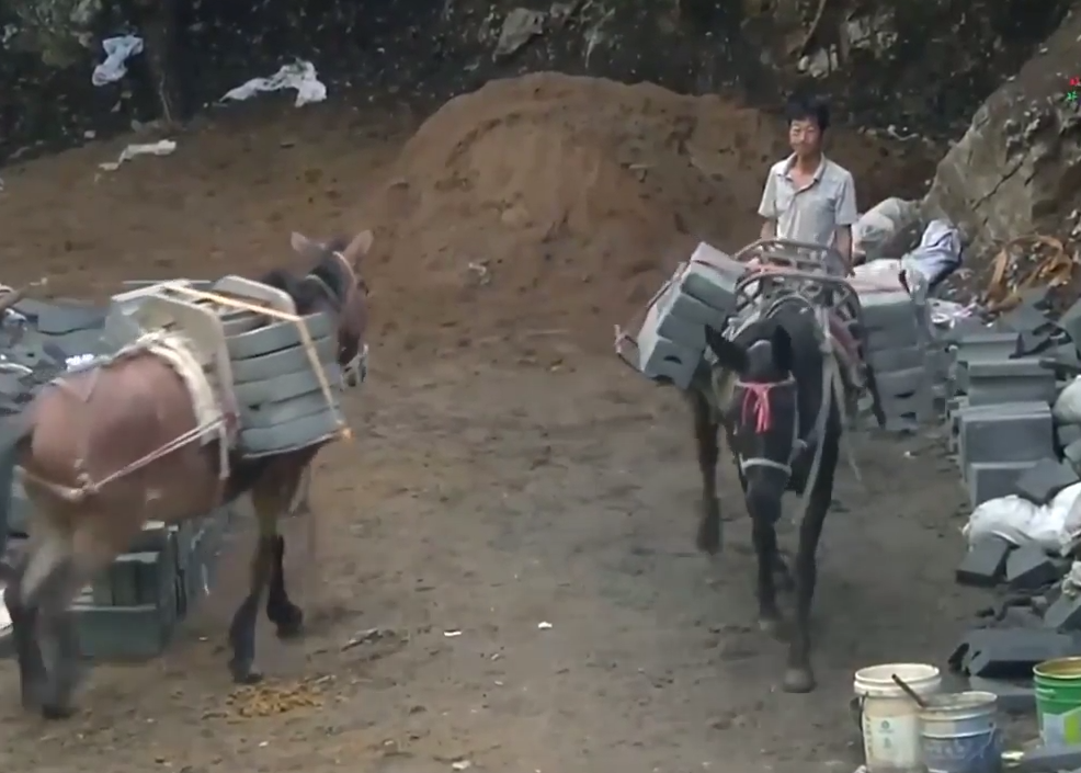 Mules help with the restoration of the Great Wall of China