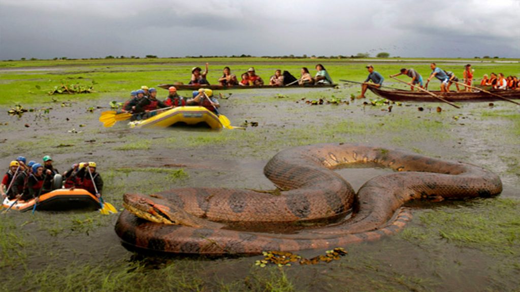 largest anaconda
