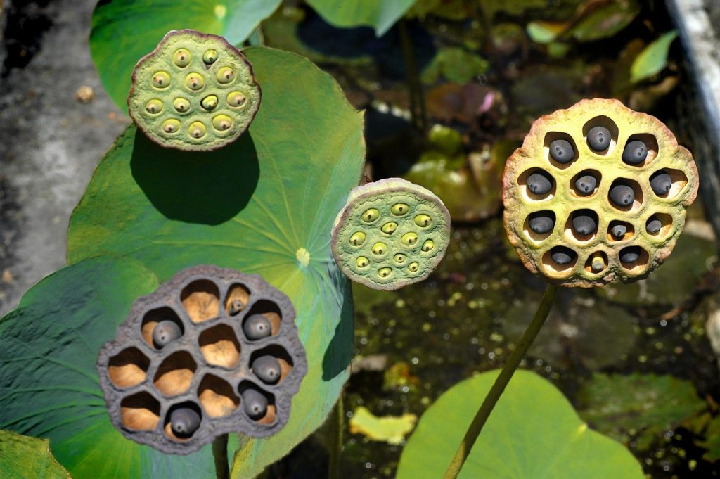 Science explains why trypophobia exists | EvoNews