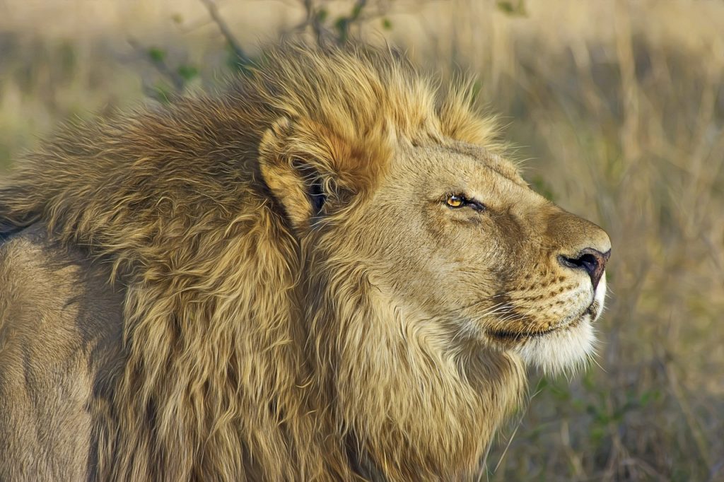 Four lions escape South Africa's Kruger park | EvoNews