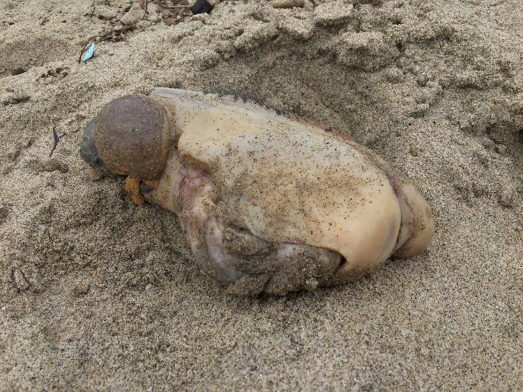 Mysterious Creature Washed Up On The Beach | EvoNews