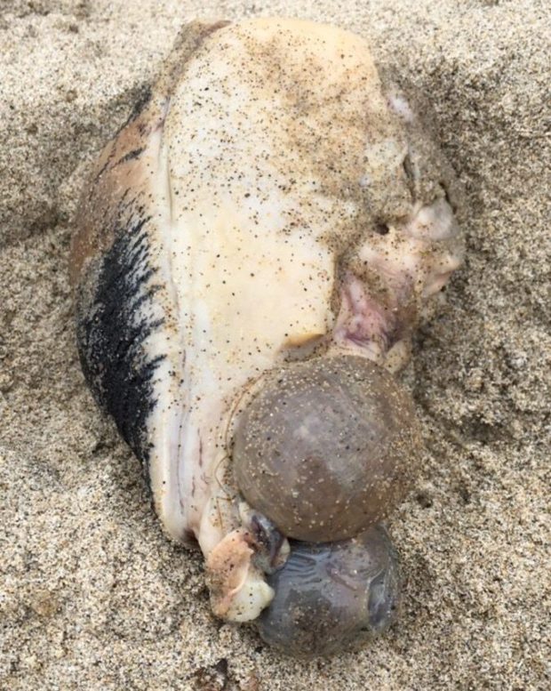 Mysterious sea creature found on the beach